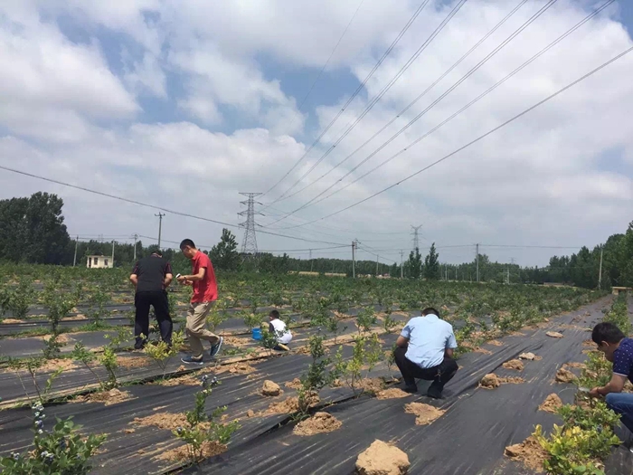 果園防草布