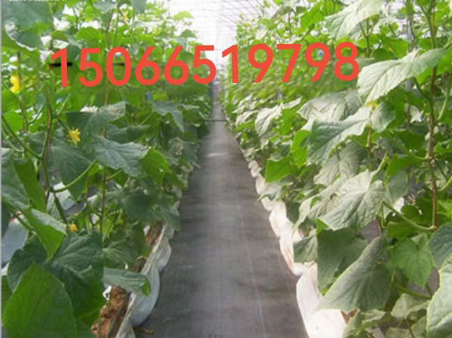 防草布最新價(jià)格多少錢？